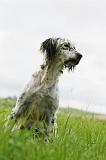 SETTER ANGLAIS 284